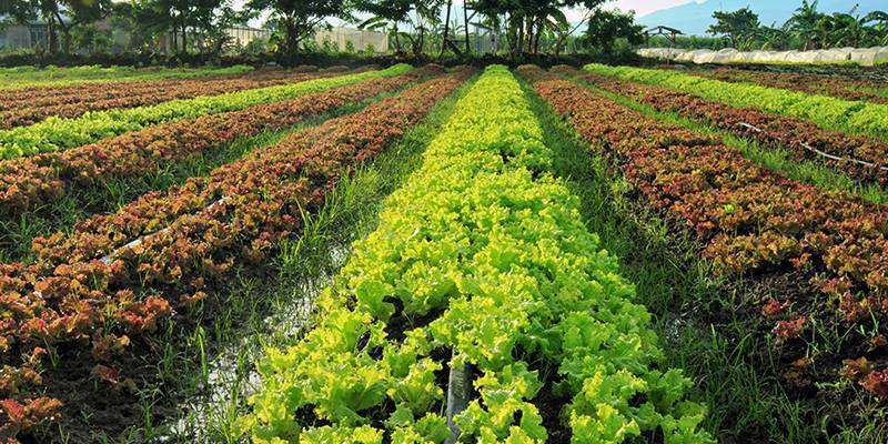 Organic Farming Organic Farming