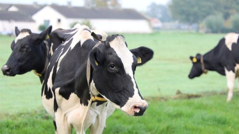 Dairy Farming Dairy Farming