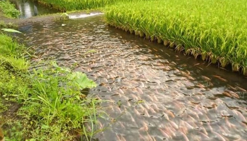Fish-Rice Farming: Fish-Rice Farming: