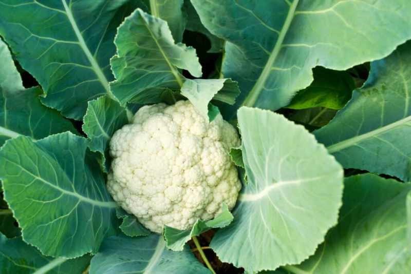 Cauliflower Cultivation
