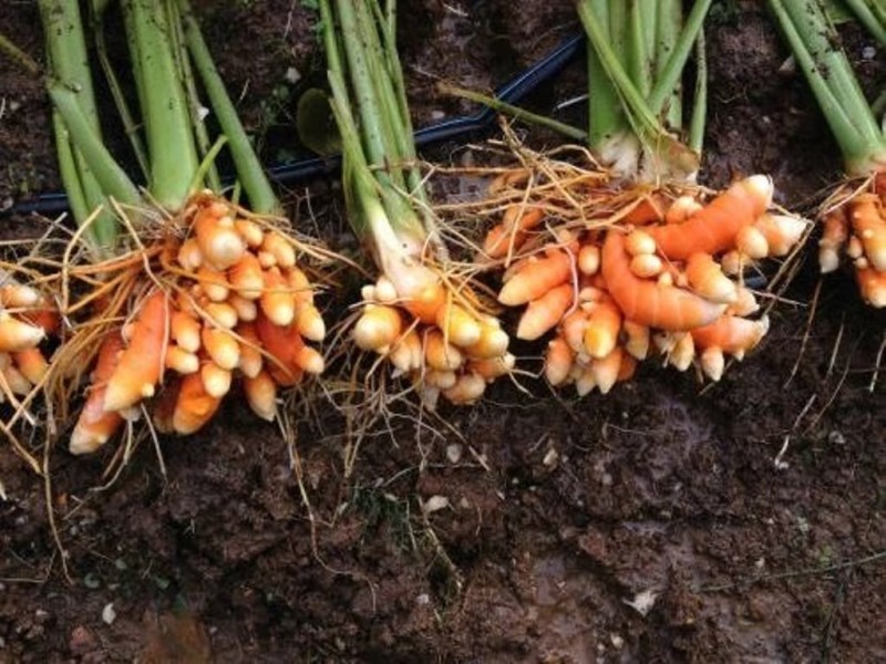 Turmeric Rhizomes Turmeric Rhizomes
