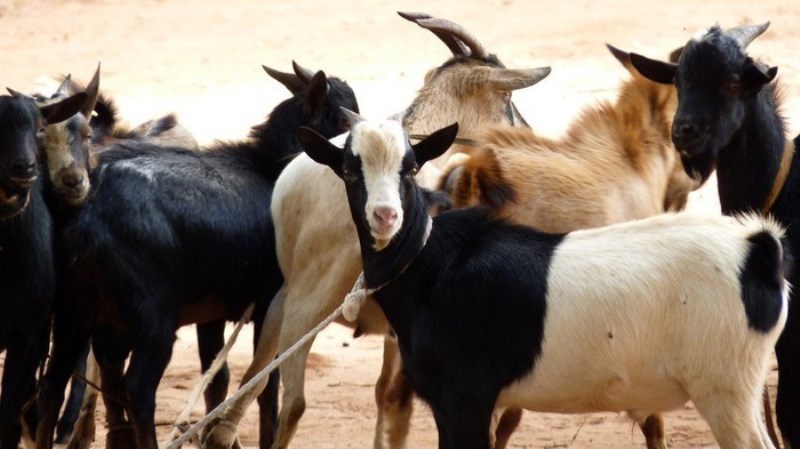 Goat farming Goat farming