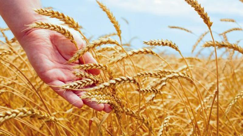 Wheat Wheat