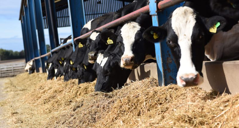 Dairy Farmer Dairy Farmer