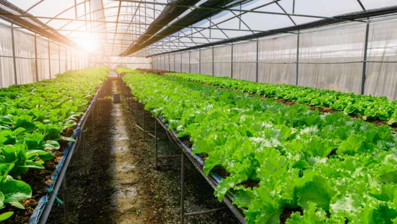 Organic Farming Organic Farming
