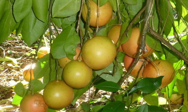Agriculture Agriculture