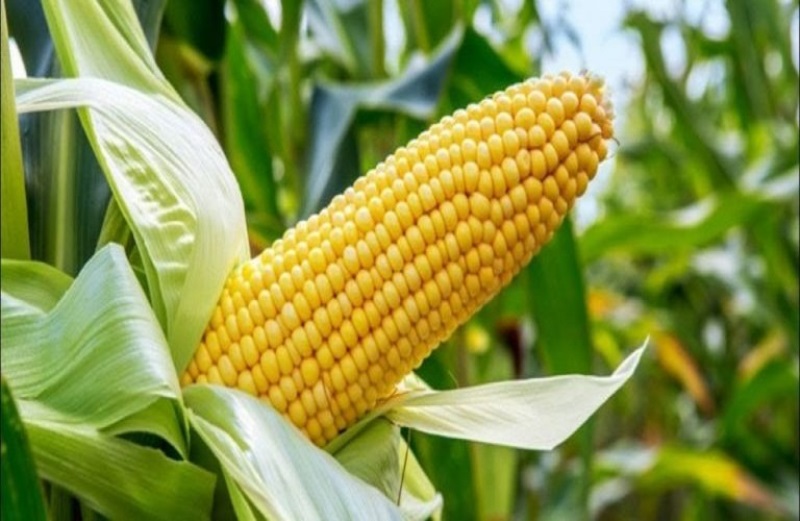 Maize, the queen of crops