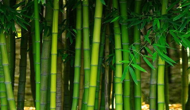 Bamboo Greenery