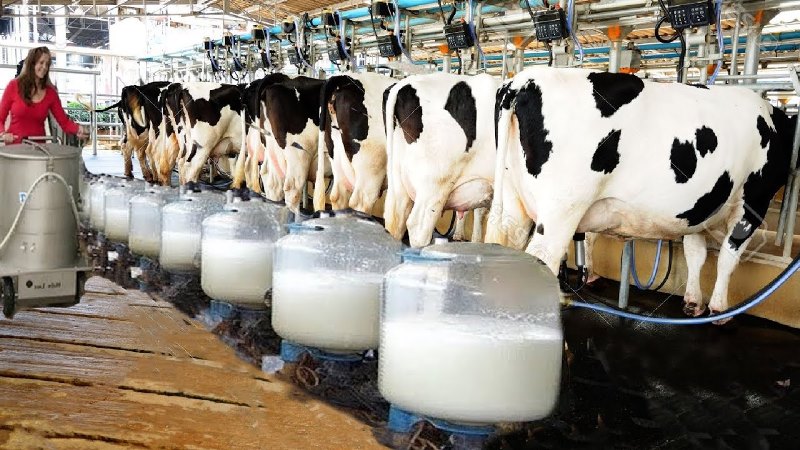 Animal Husbandry Animal Husbandry