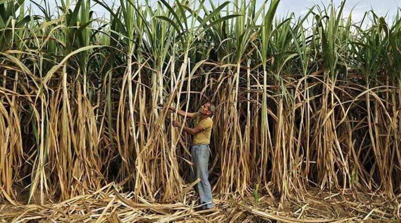 Sugarcane Cultivation Sugarcane Cultivation