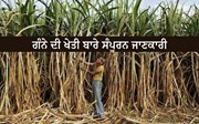 ਗੰਨੇ ਦੀ ਖੇਤੀ ਬਾਰੇ ਸੰਪੂਰਨ ਜਾਣਕਾਰੀ