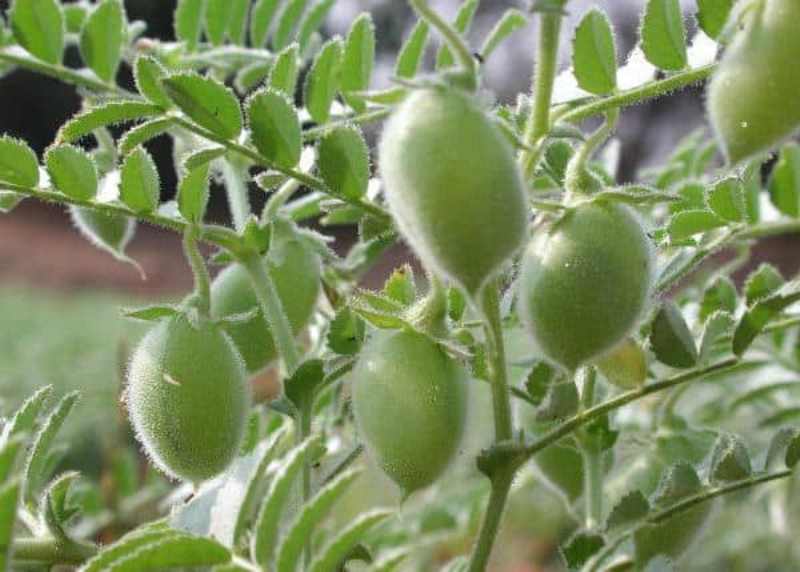 chickpea cultivation chickpea cultivation