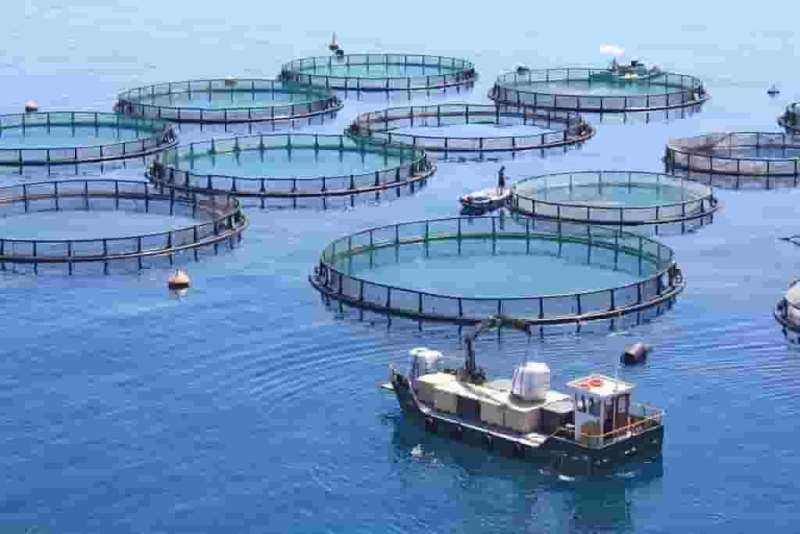 Cage Fish Farming Cage Fish Farming