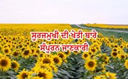 ਸੂਰਜਮੁਖੀ ਦੀ ਖੇਤੀ ਬਾਰੇ ਸੰਪੂਰਨ ਜਾਣਕਾਰੀ
