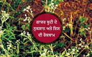 ਗਾਜਰ ਬੂਟੀ ਦੇ ਨੁਕਸਾਨ ਅਤੇ ਇਸ ਦੀ ਰੋਕਥਾਮ