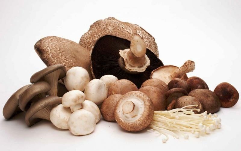 Mushroom Coffee Mushroom Coffee