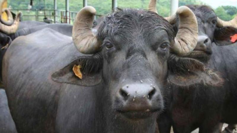 Buffalo Breeding Buffalo Breeding