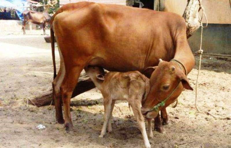 Animal Breed Animal Breed