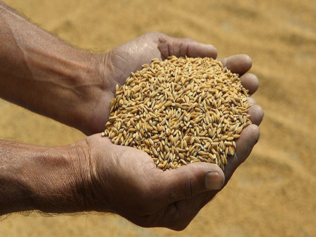Certified Seeds Certified Seeds