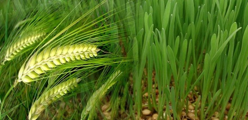 Punjab 3 varieties of wheat Punjab 3 varieties of wheat
