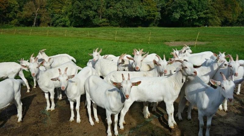 Goat rearing Goat rearing