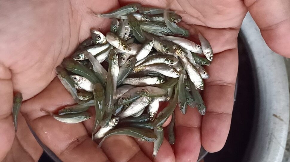 Fish Seed Factory Fish Seed Factory