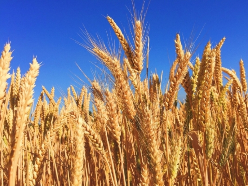 Wheat Seeds Wheat Seeds