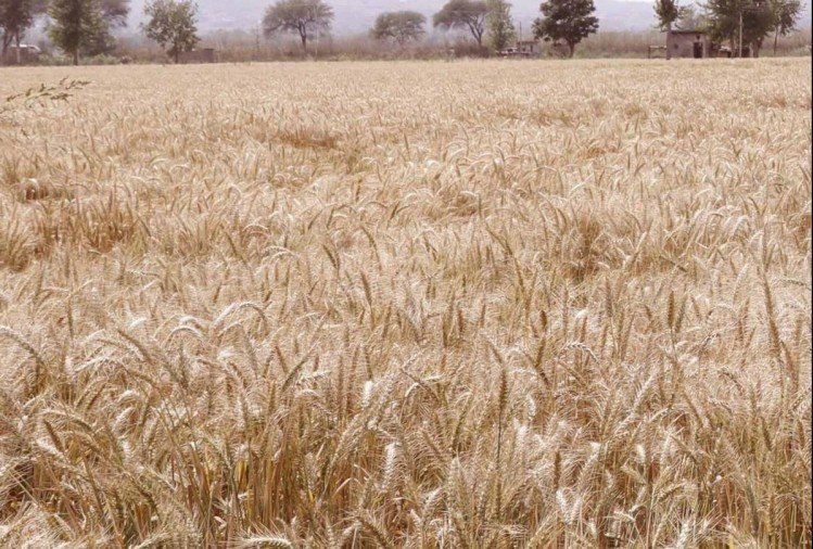Wheat Seed Subsidy Policy Wheat Seed Subsidy Policy