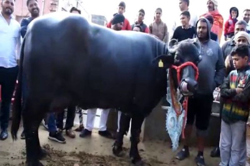 Buffalo Rearing Buffalo Rearing