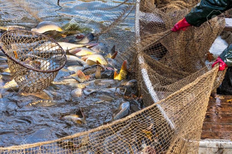 Fisheries Fisheries