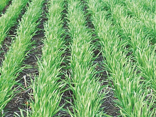 wheat wheat