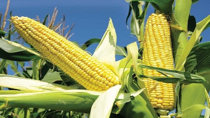 Agriculture and Horticulture Agriculture and Horticulture