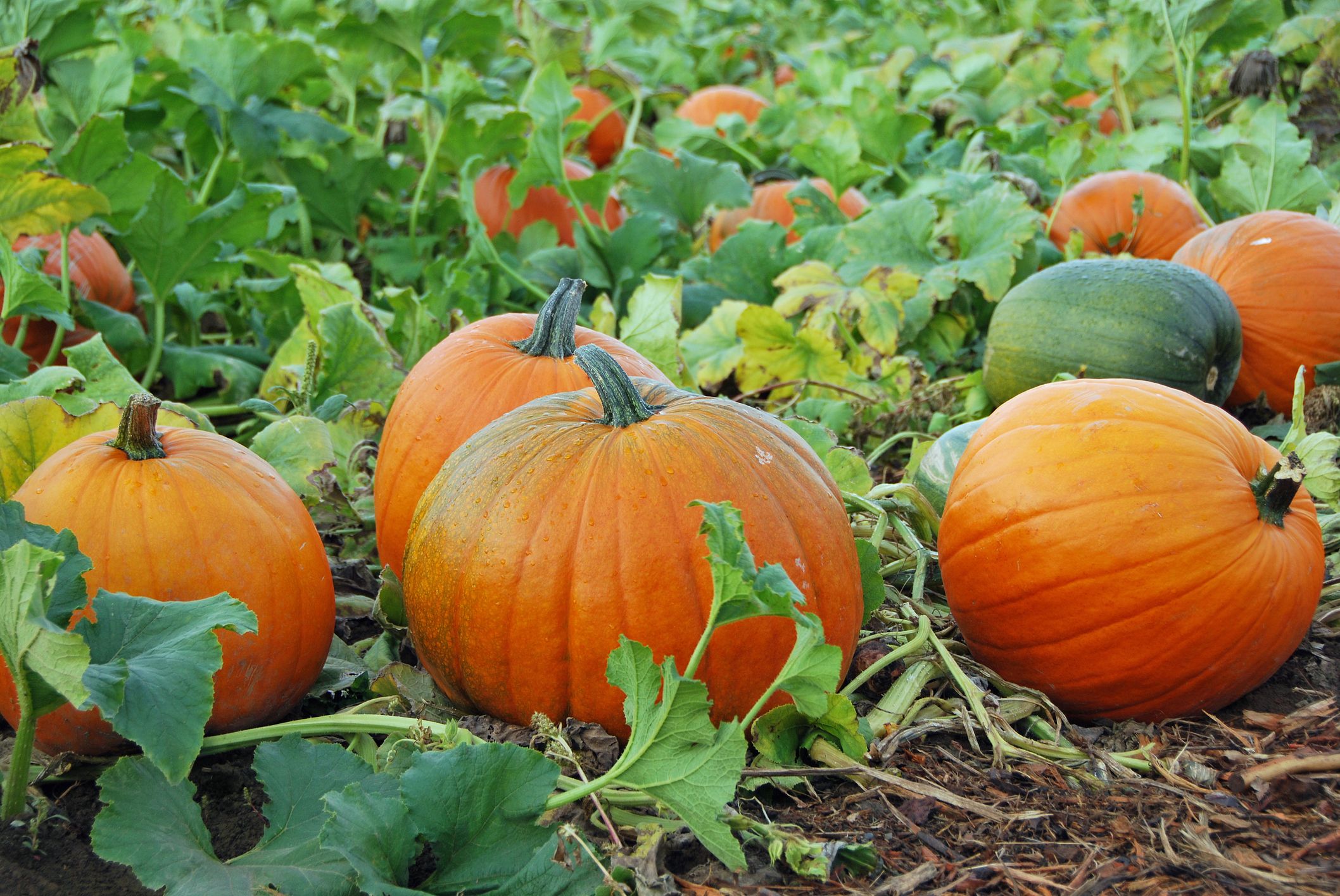 Pumpkin Vegetables Pumpkin Vegetables