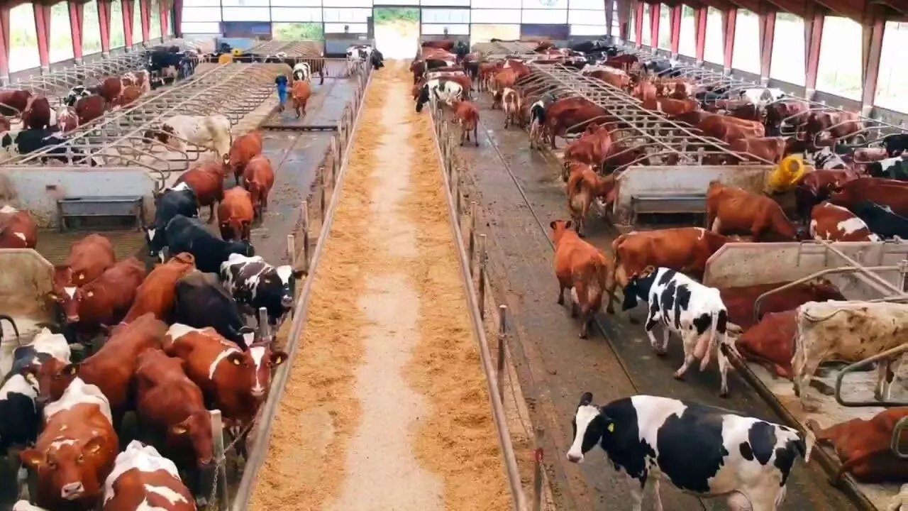 dairy business dairy business