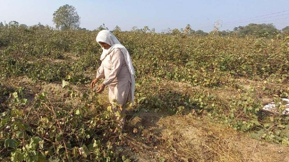 Punjab Cotton Farming Punjab Cotton Farming