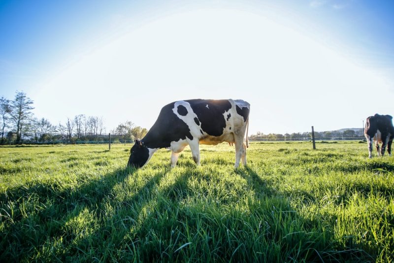 Animal husbandry Animal husbandry