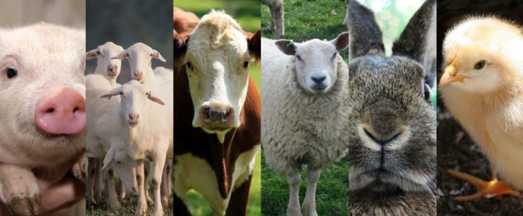Animal husbandry Animal husbandry