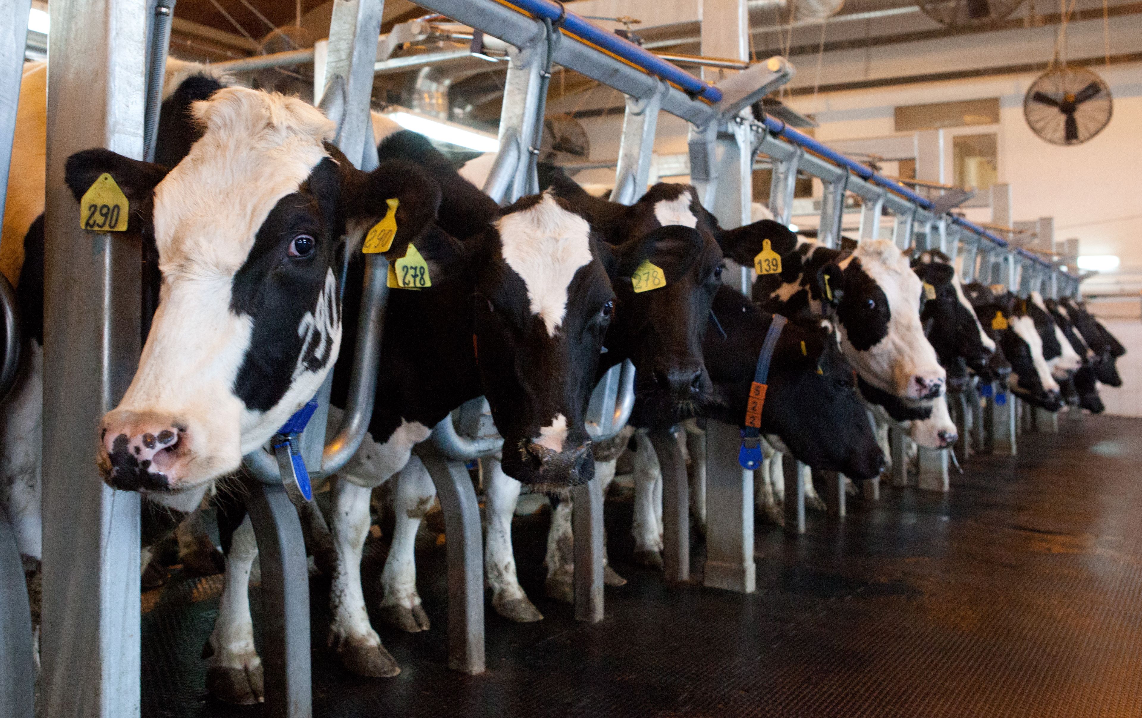 Dairy Farming Business