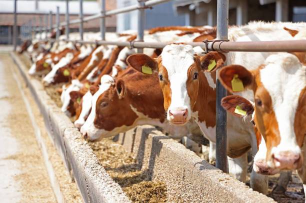 Animal Husbandry Animal Husbandry