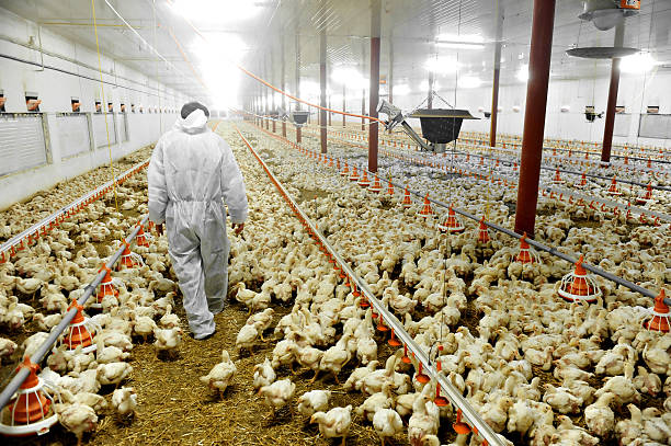 Increasing demand for domestic poultry Increasing demand for domestic poultry