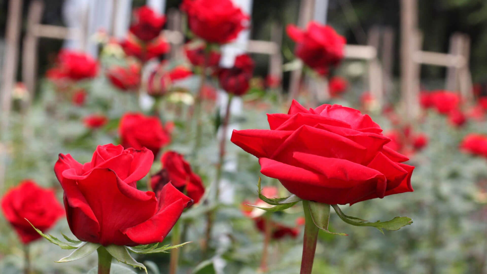Decorate your garden with roses