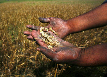 Wheat crop damaged
