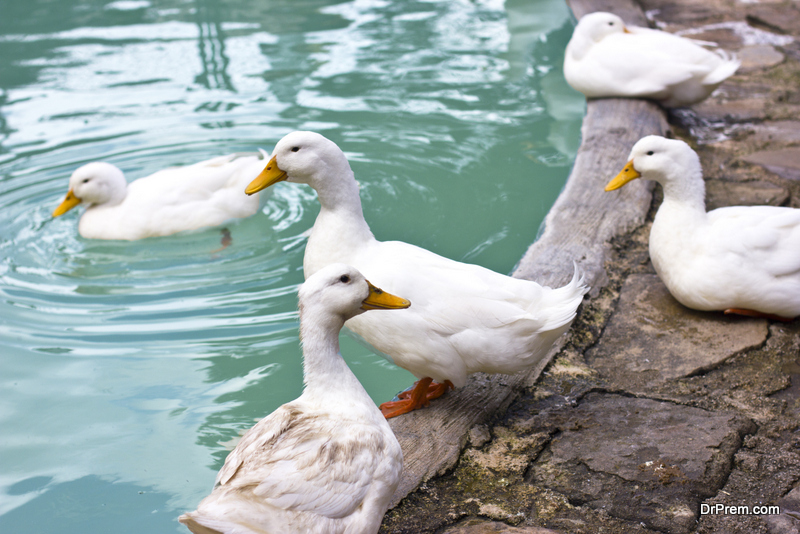 Made in India duck plague vaccine launched