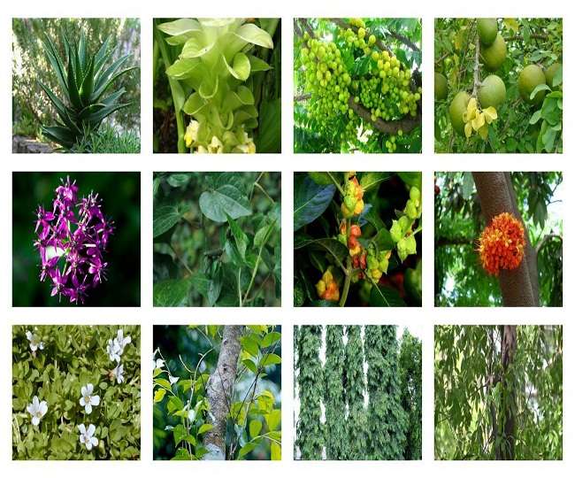 Medicinal Plants Medicinal Plants