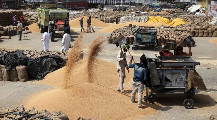 Wheat procurement policy