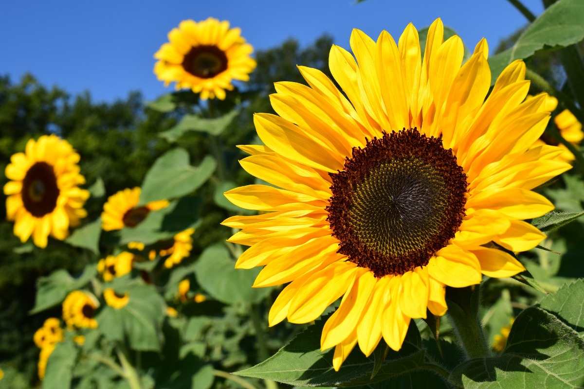Sunflower Farming Sunflower Farming