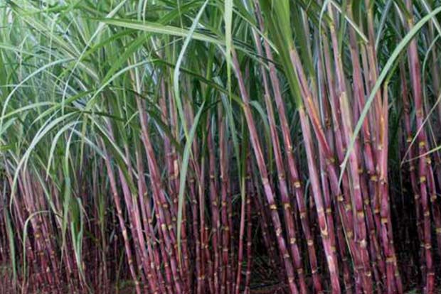 Sugarcane farming