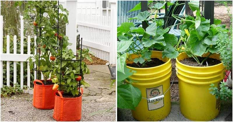 Grow these Vegetables in Home Containers Grow these Vegetables in Home Containers