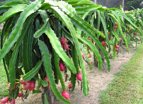 Dragon Fruit Cultivation in Punjab