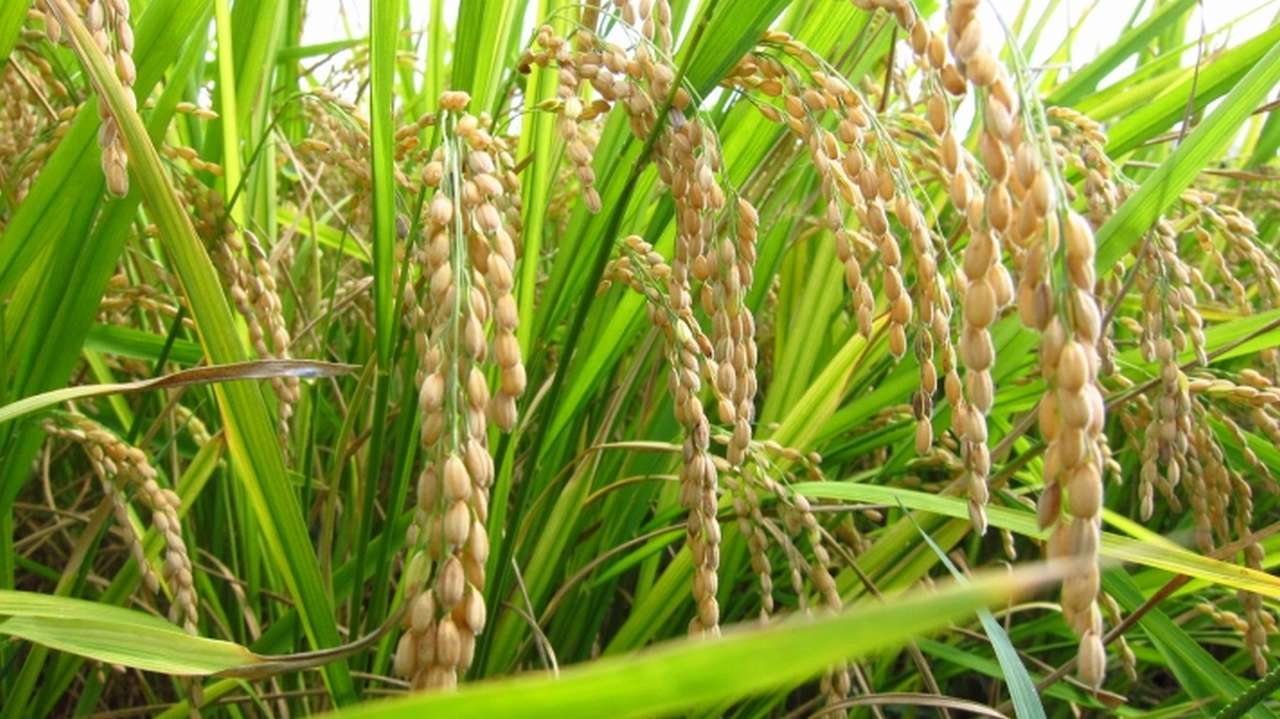 Cultivate Rice